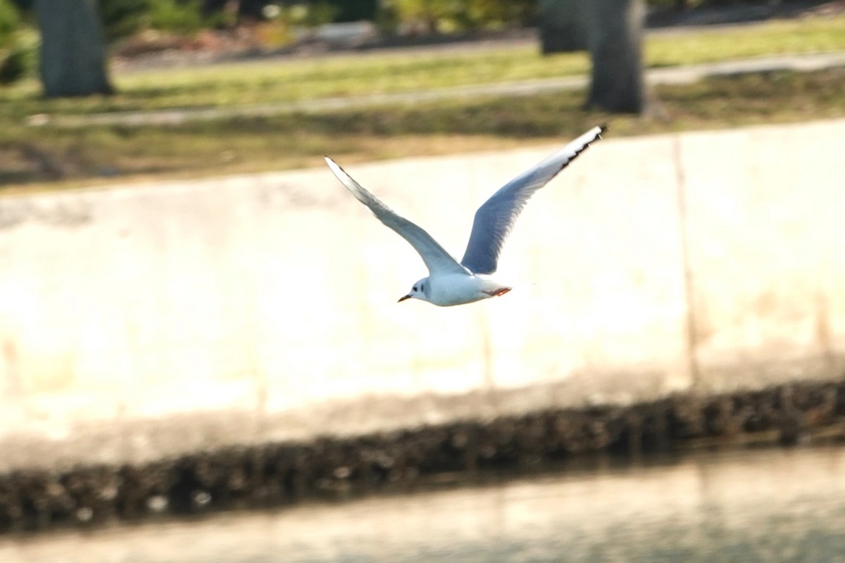 Gaviota de Bonaparte - ML535222101