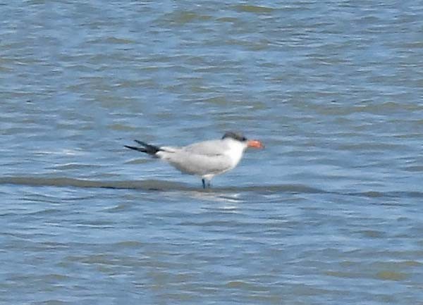 Caspian Tern - ML535222111