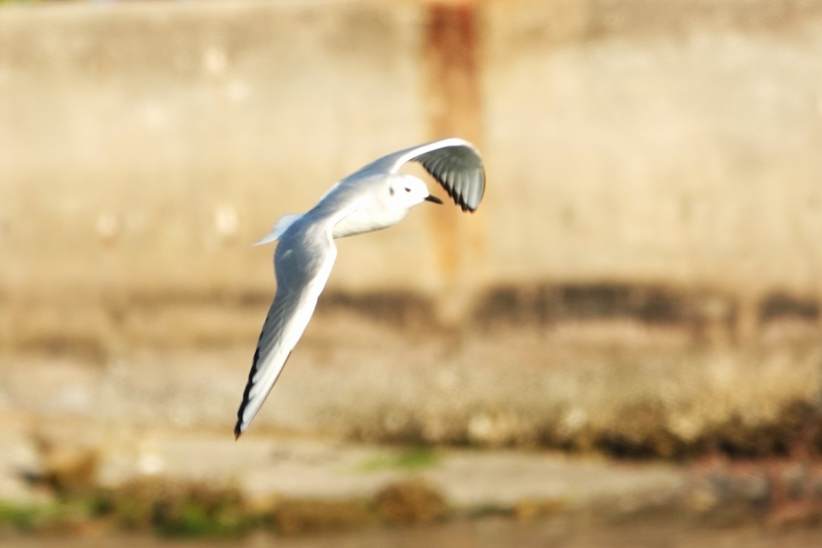 Bonaparte's Gull - ML535222131