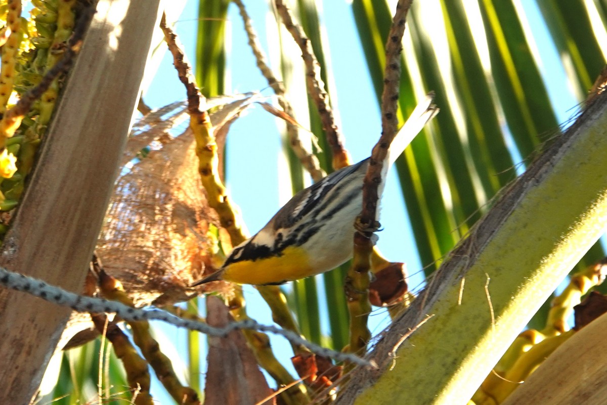 Goldkehl-Waldsänger - ML535222241