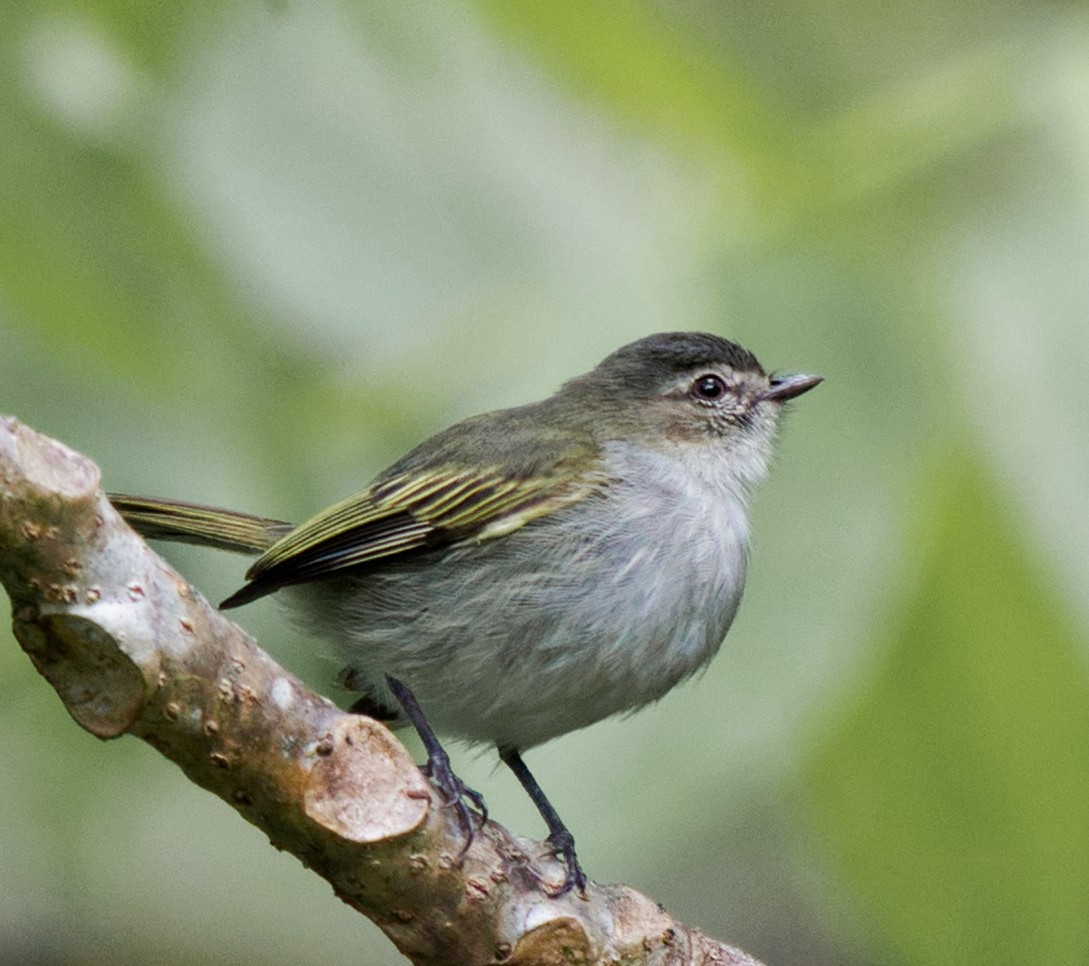 Mistletoe Tyrannulet - teambergie Bergstrom