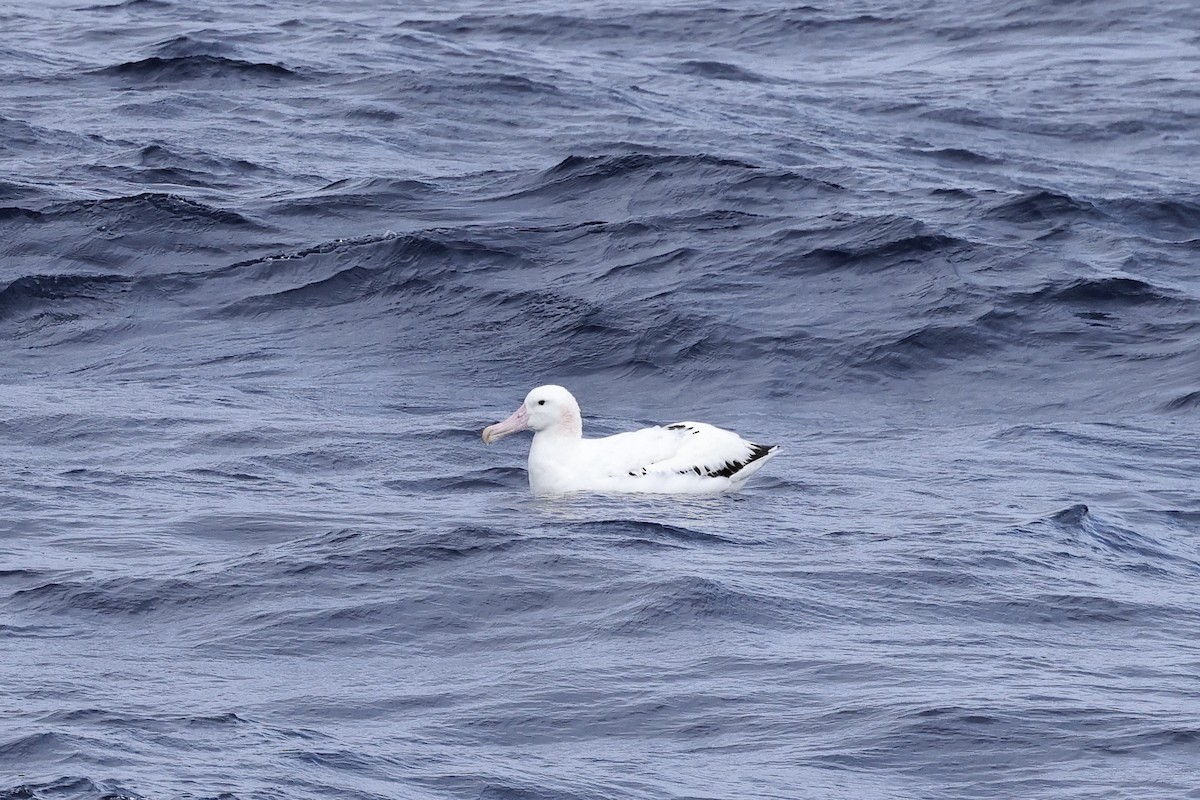 Snowy Albatross - ML535222871