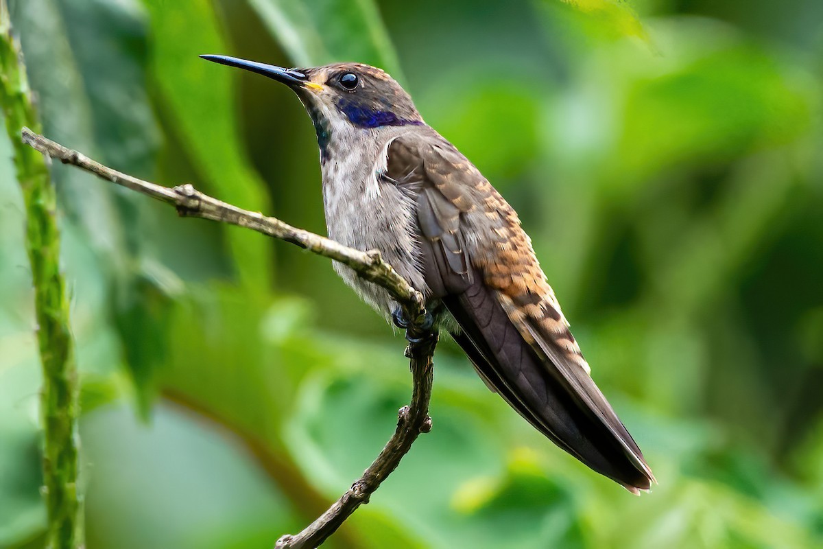 Colibri de Delphine - ML535224121