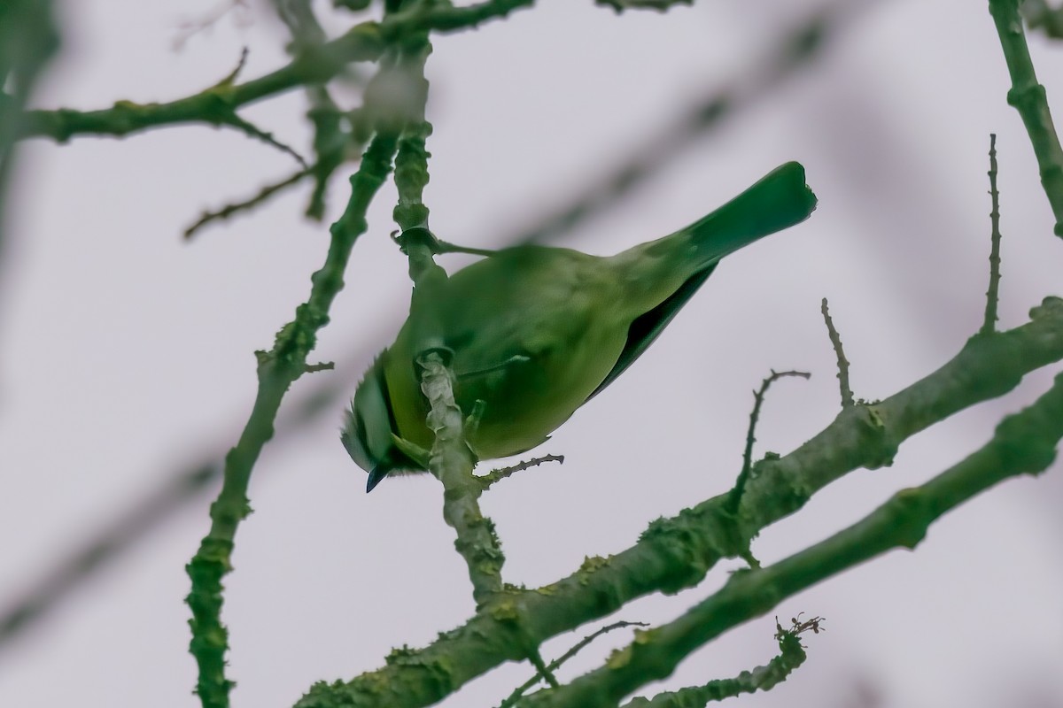 Eurasian Blue Tit - ML535224361