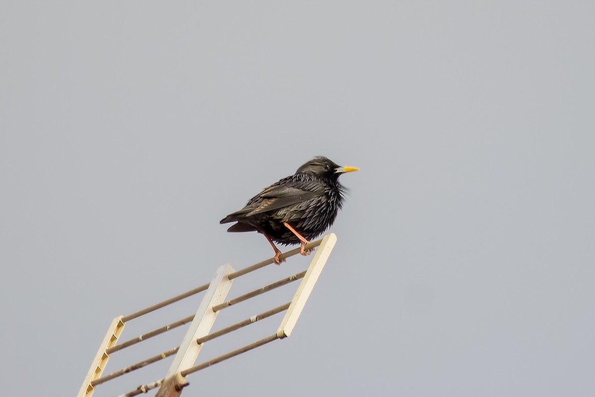 Spotless Starling - ML535224431