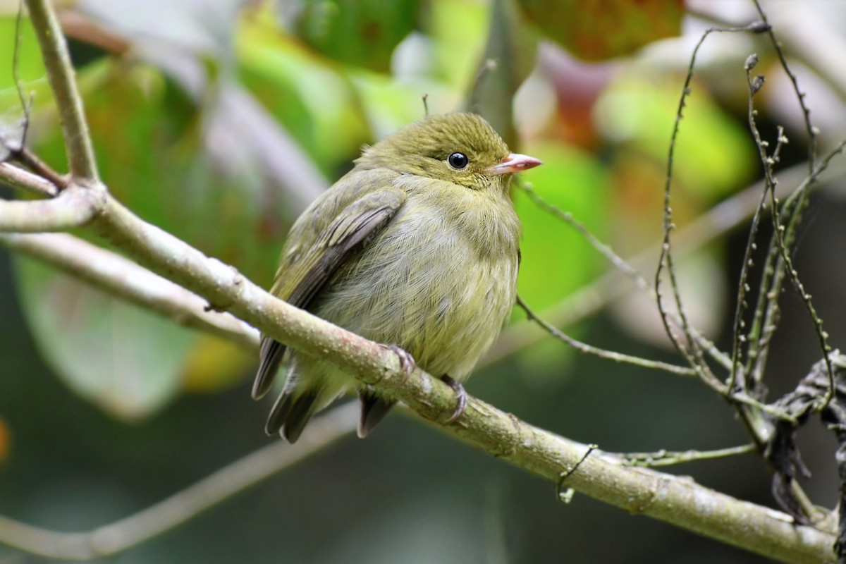 Red-capped Manakin - ML535224561