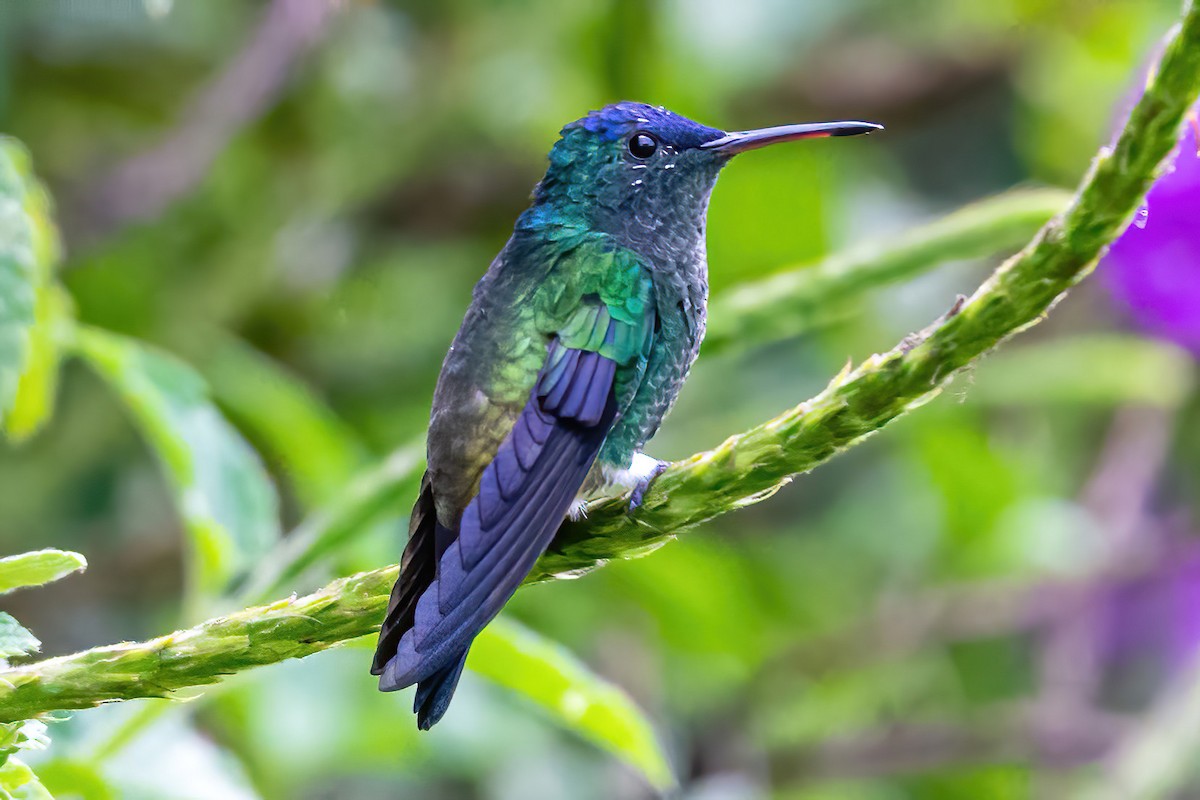 Indigo-capped Hummingbird - ML535224681