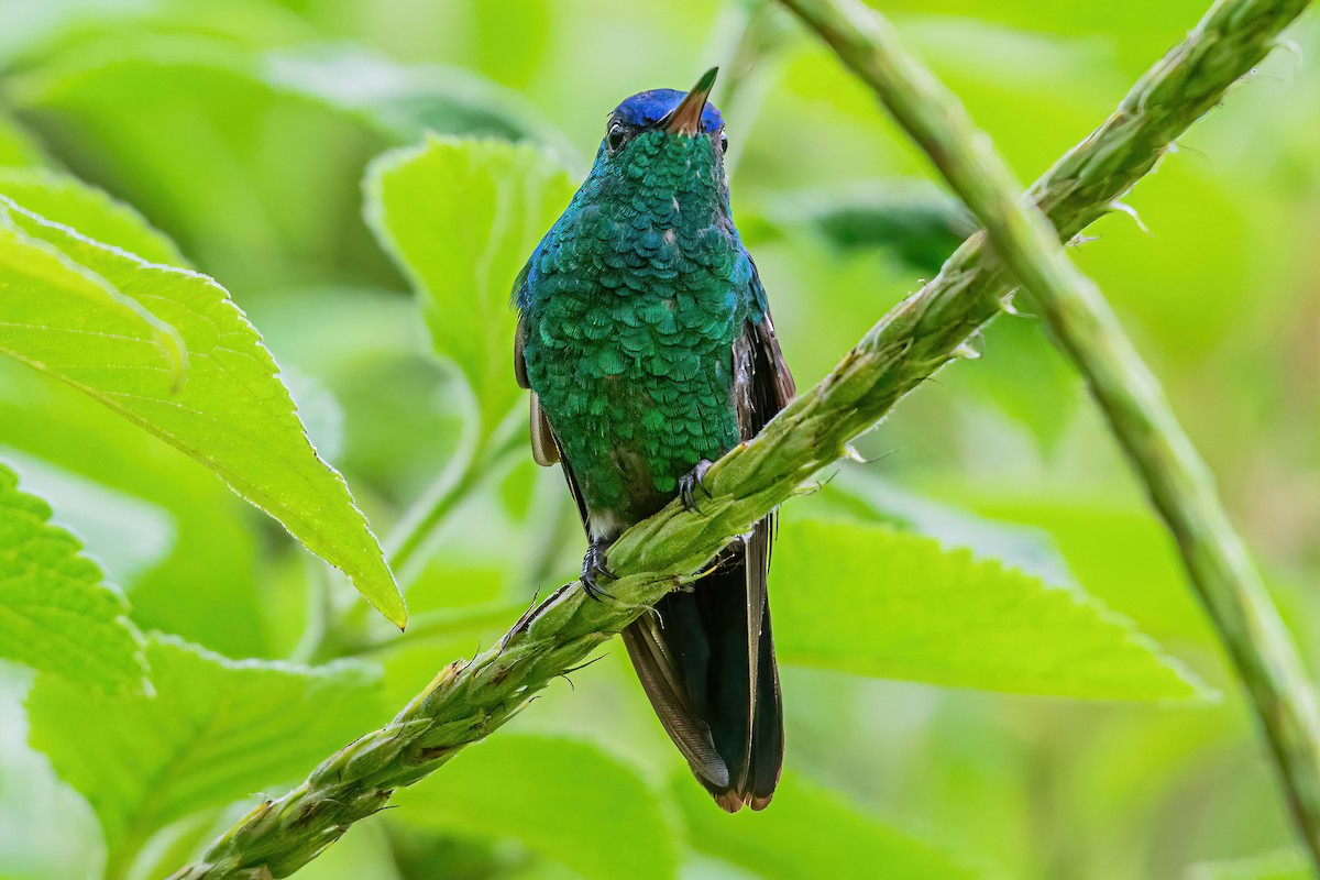 Indigo-capped Hummingbird - ML535225011