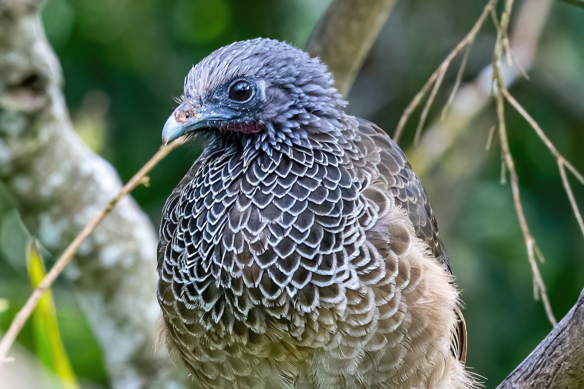 Colombian Chachalaca - ML535225241