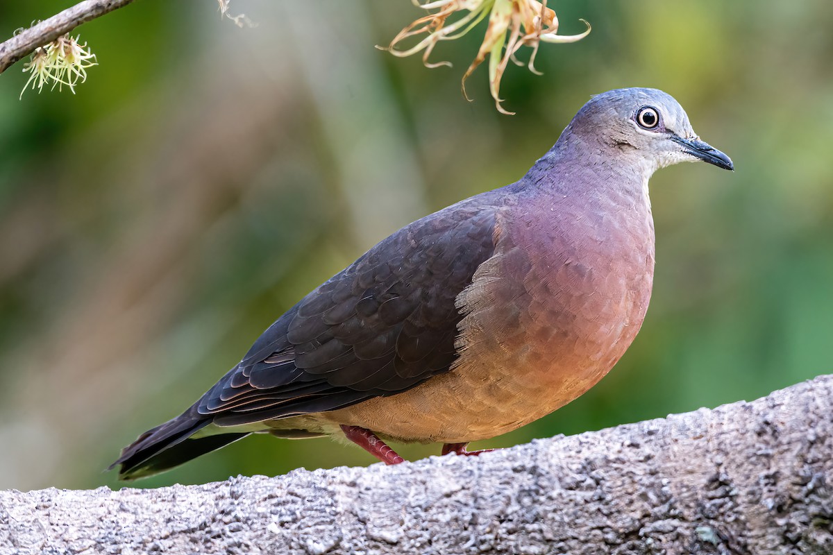 Tolima Dove - ML535226101