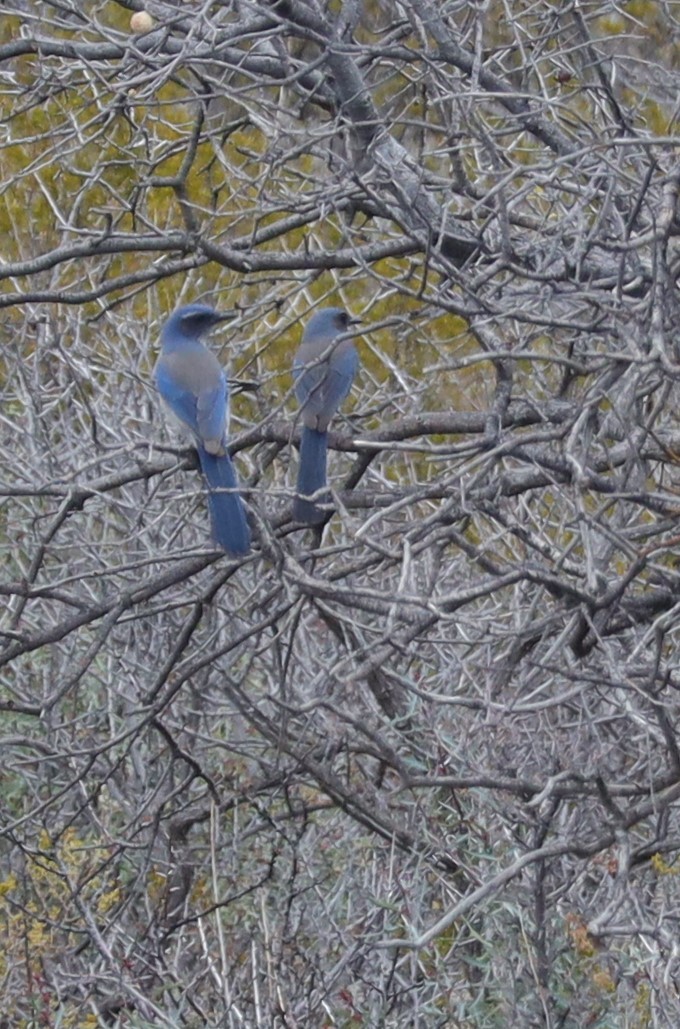 Woodhouse's Scrub-Jay (Woodhouse's) - ML535226251