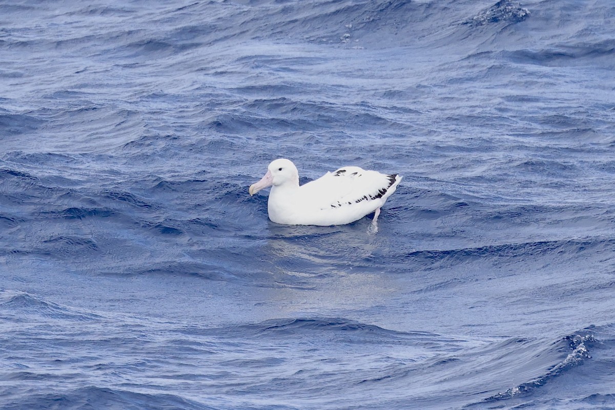 Snowy Albatross - ML535226531