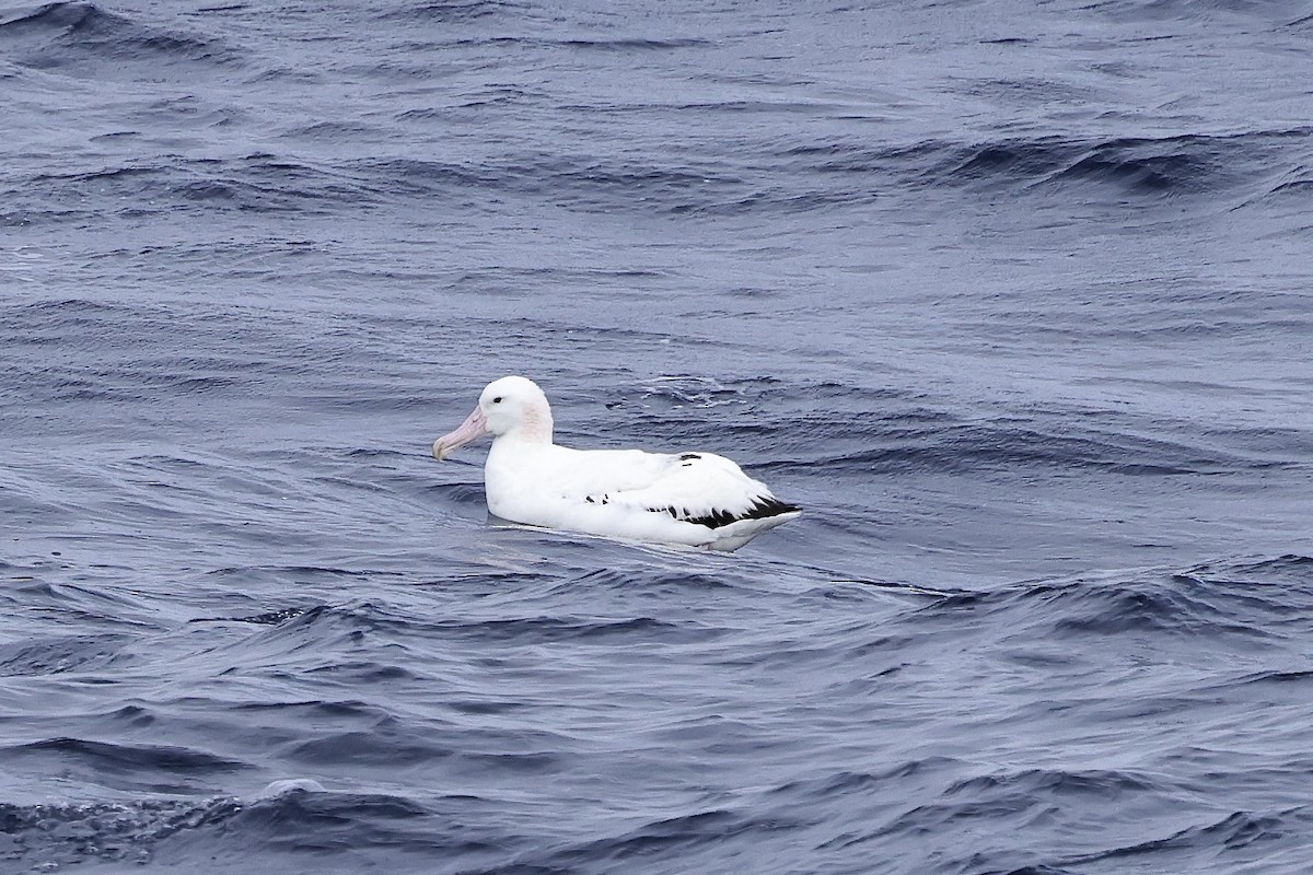 Snowy Albatross - ML535226541