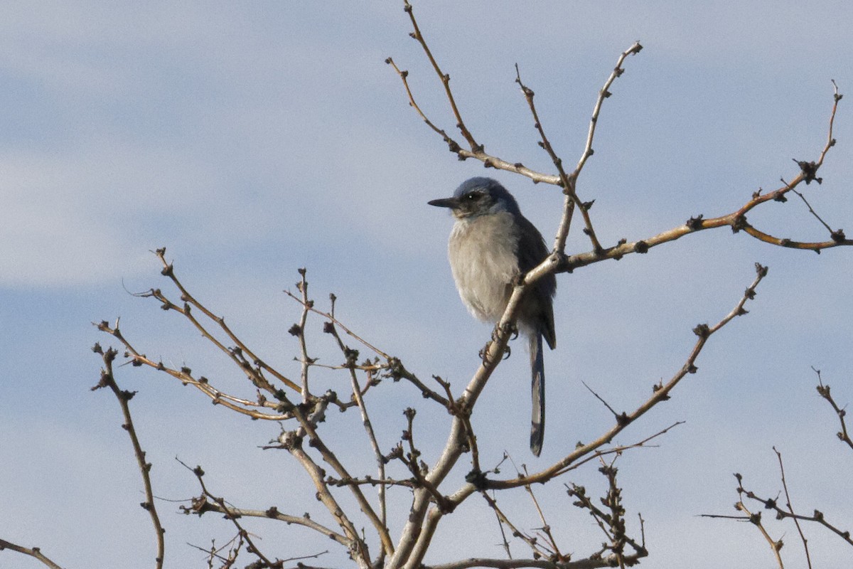 Woodhouse's Scrub-Jay (Woodhouse's) - ML535226781