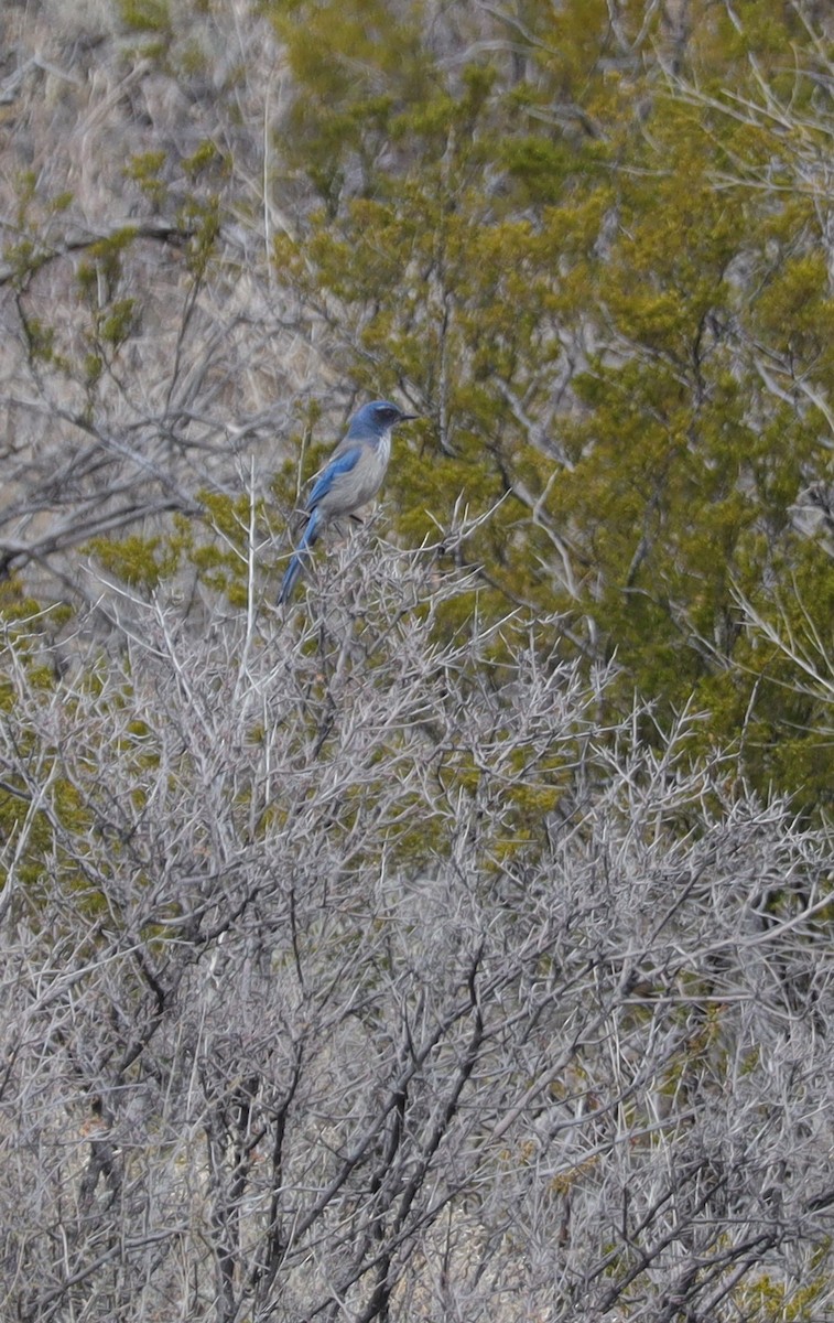 Woodhouse's Scrub-Jay (Woodhouse's) - ML535226991