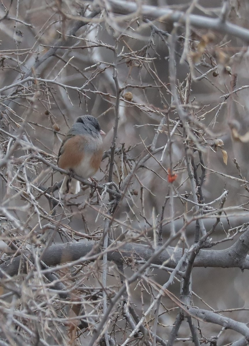 Dark-eyed Junco (Pink-sided) - Tom Forwood JR