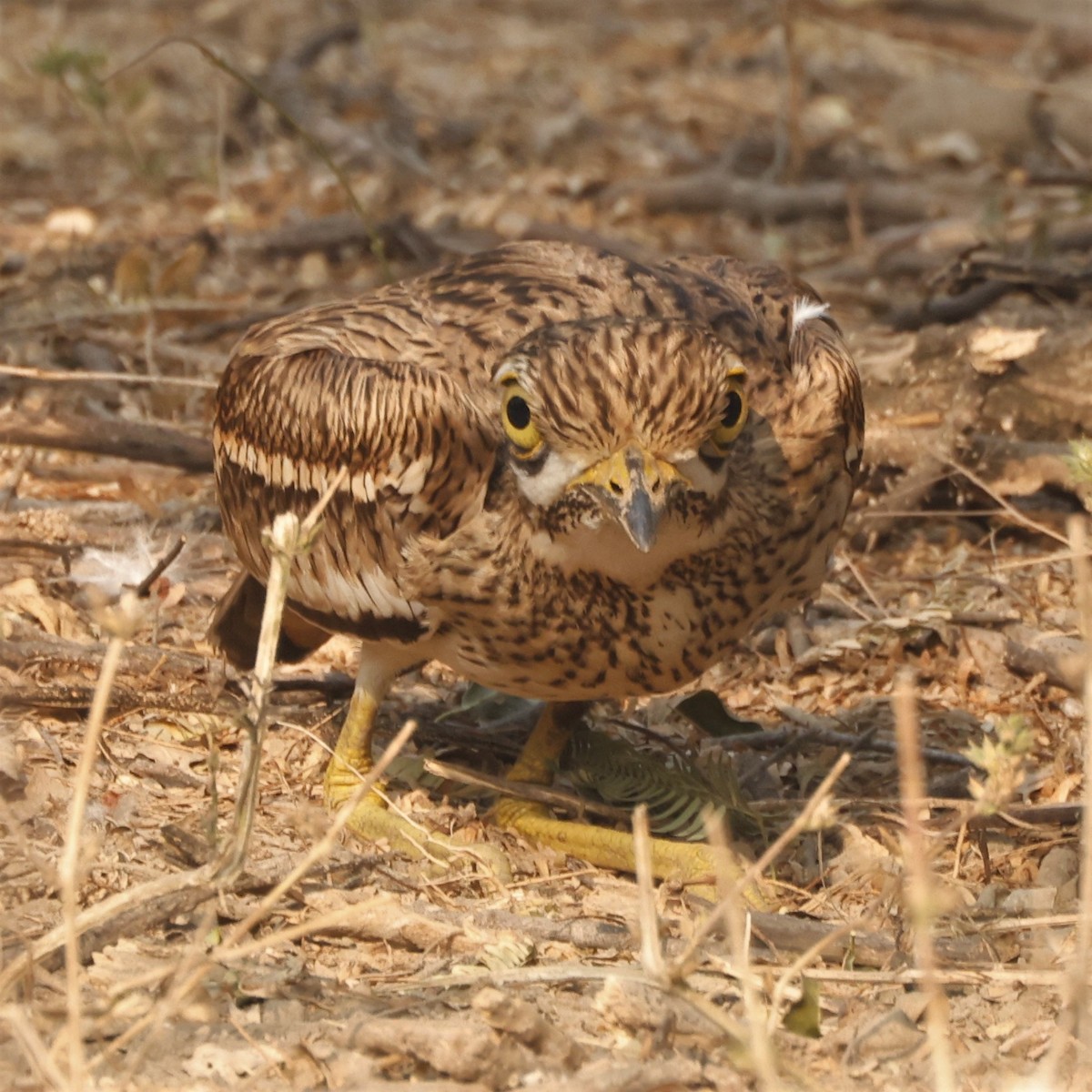 Indian Thick-knee - ML535228151