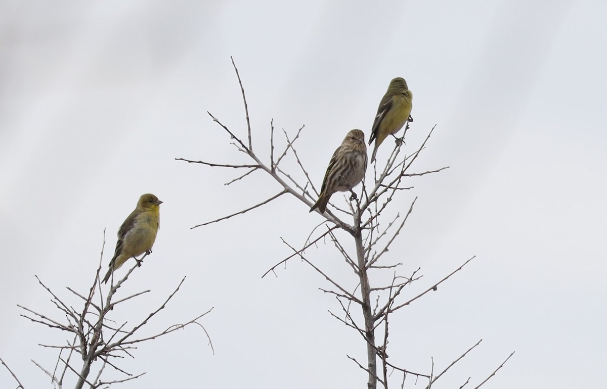 Pine Siskin - Tom Forwood JR