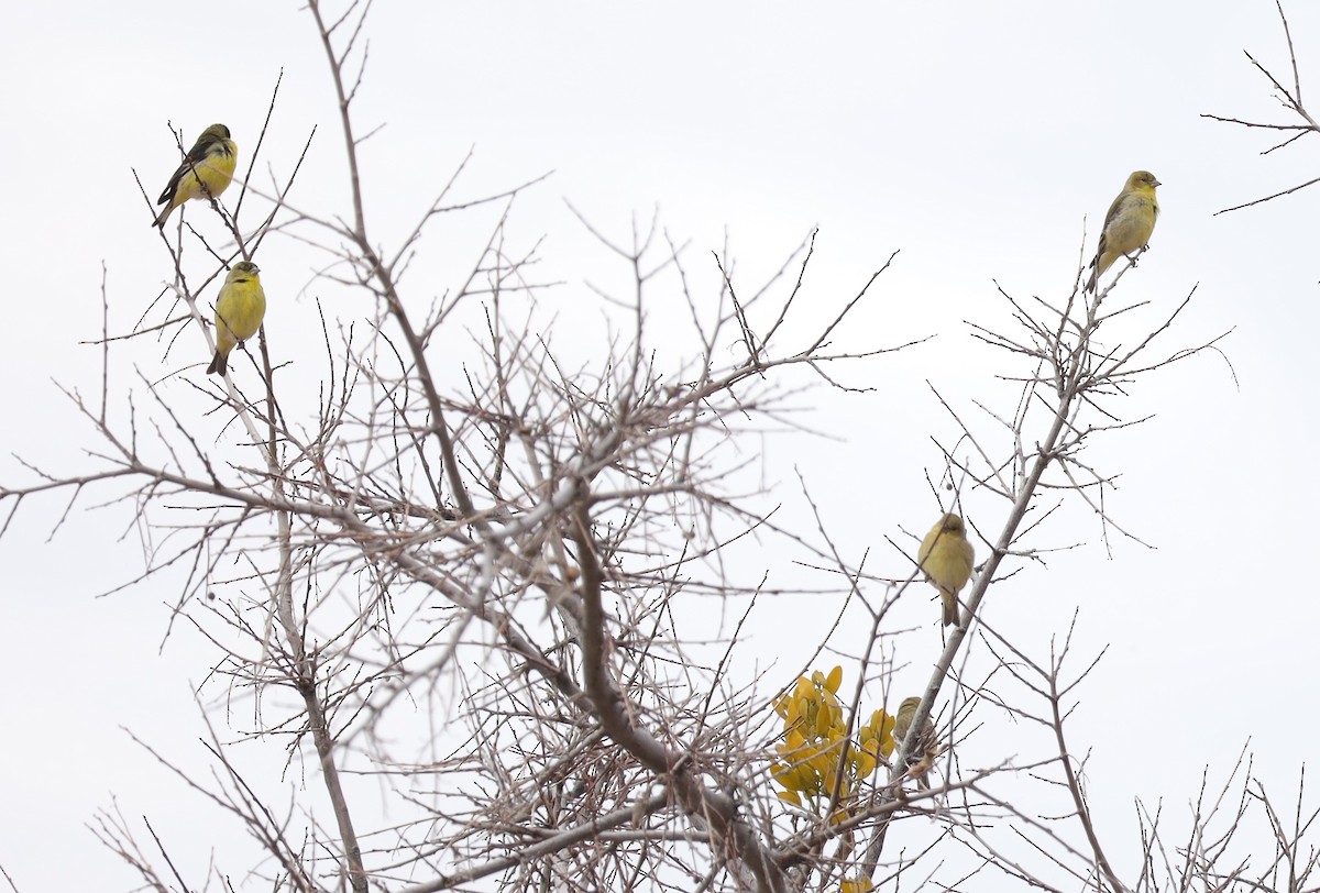 Lesser Goldfinch - Tom Forwood JR