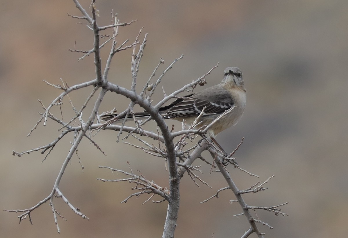 Northern Mockingbird - Tom Forwood JR