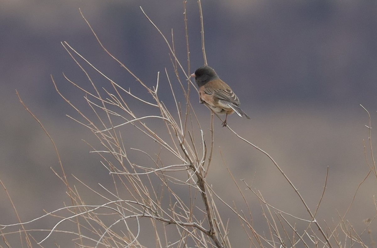 Dark-eyed Junco (Oregon) - ML535229921