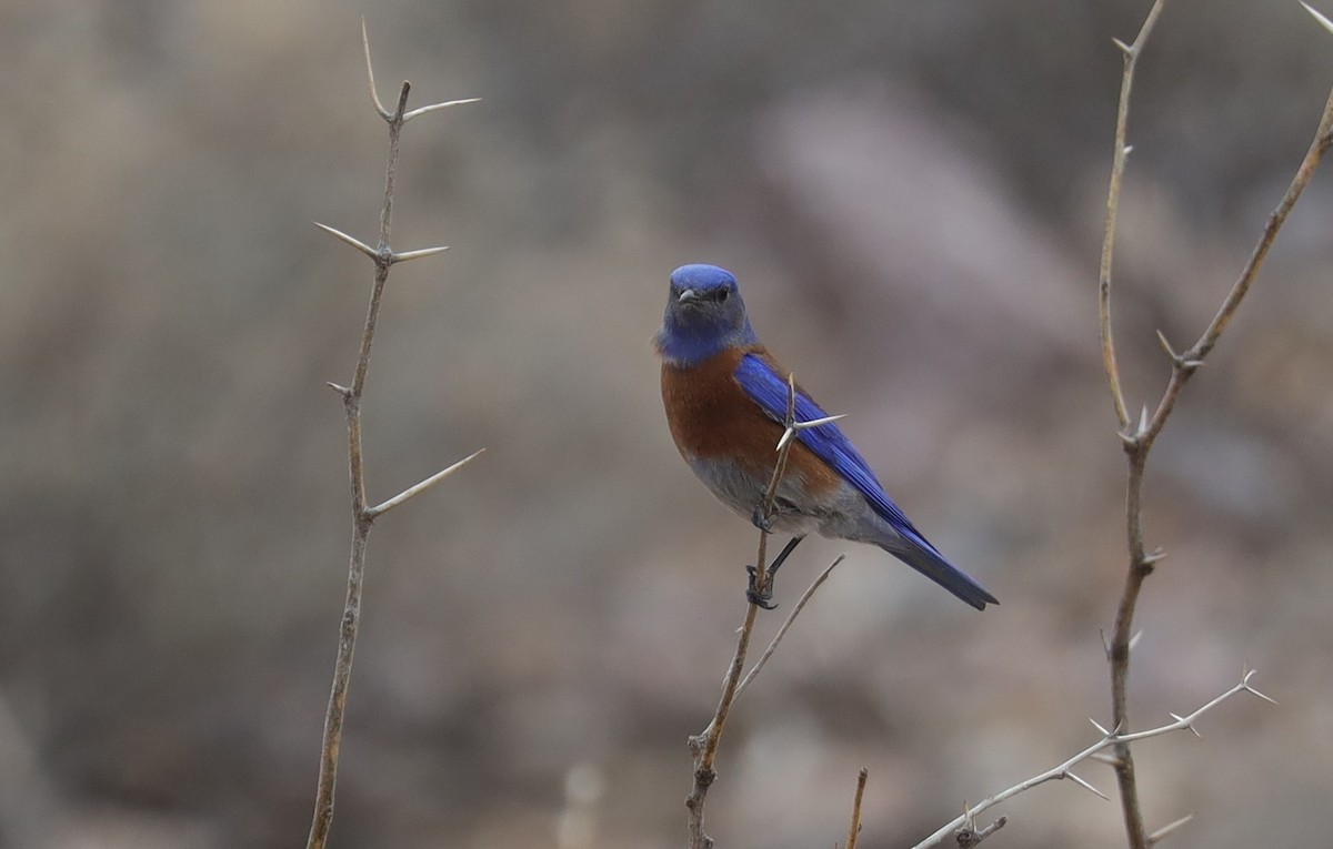 Western Bluebird - ML535230081