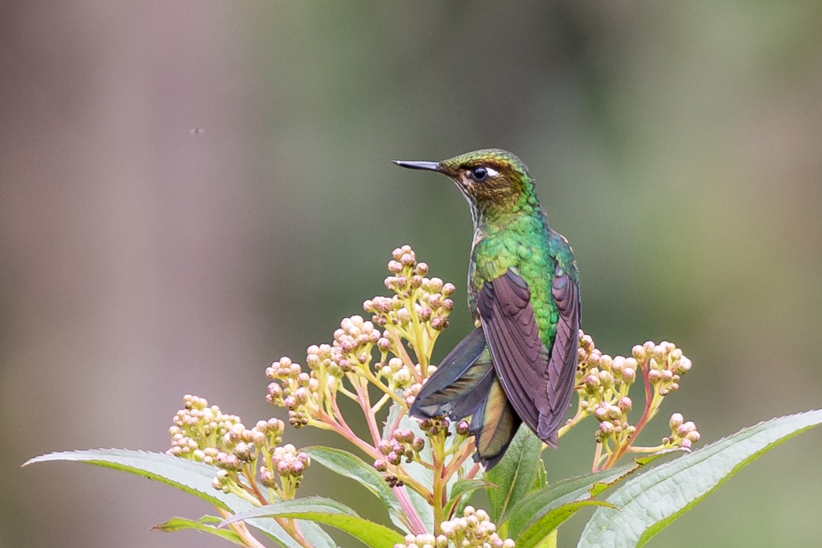 Colibrí Picolezna - ML53523081