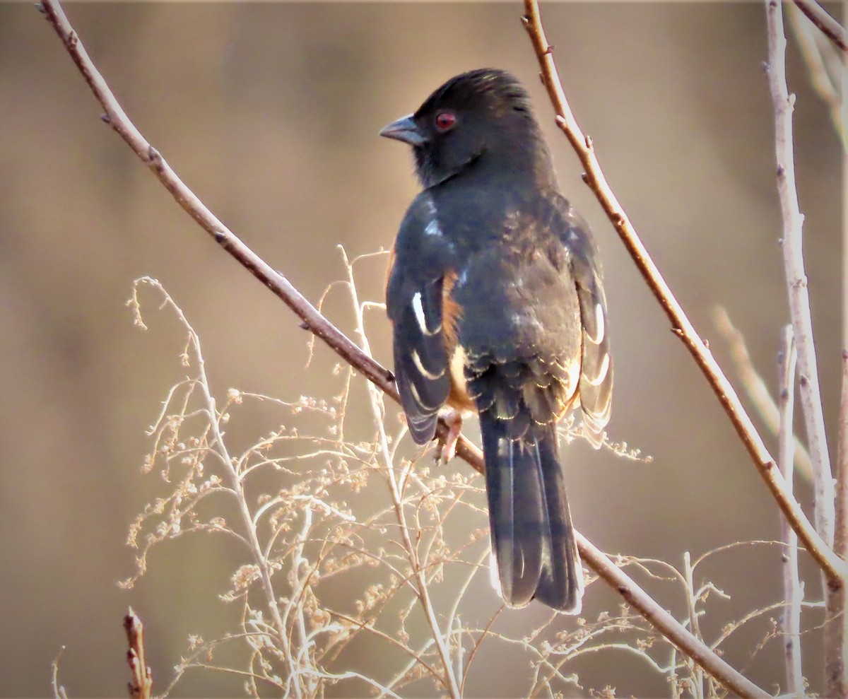 pipilo rudooký - ML535230911