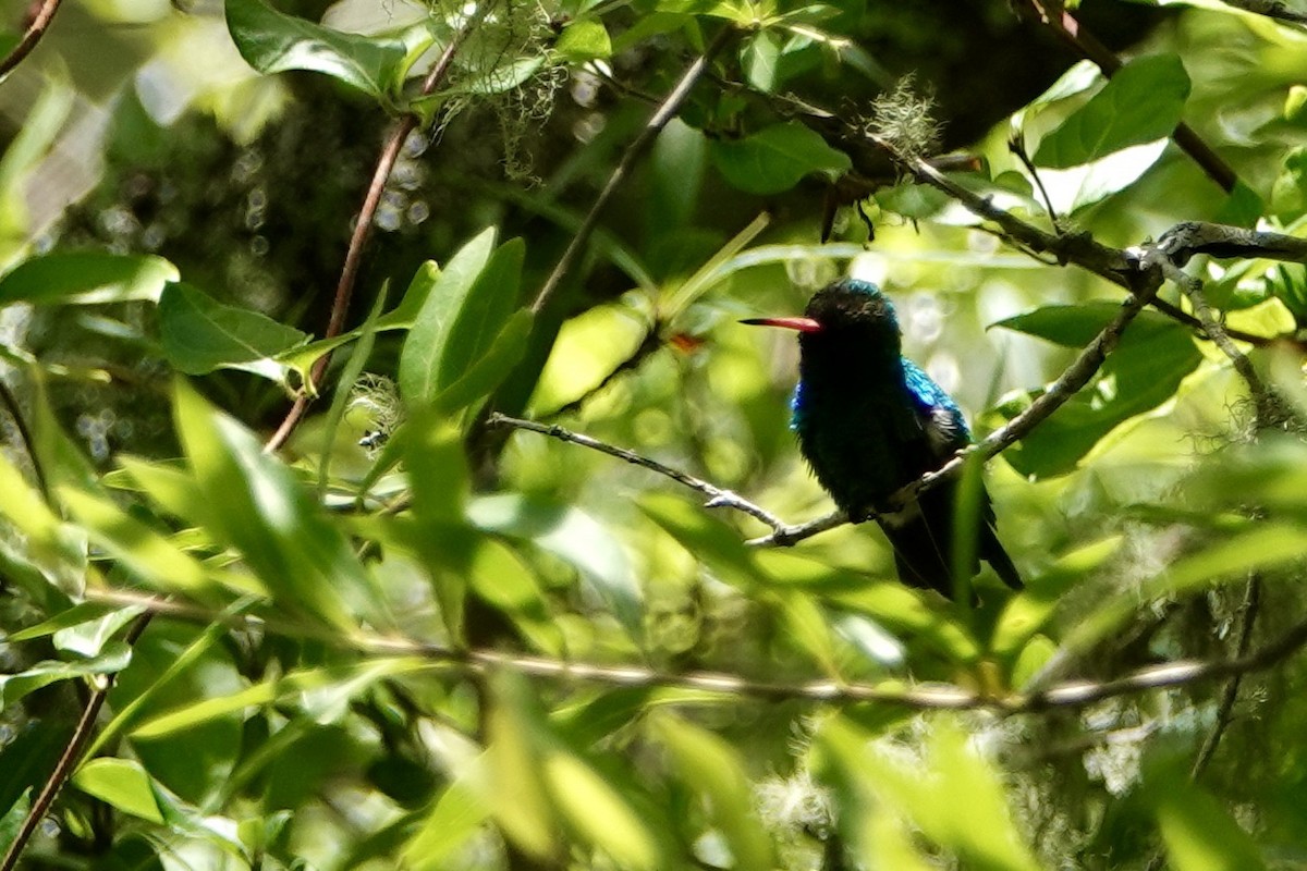 Glittering-bellied Emerald - ML535230971