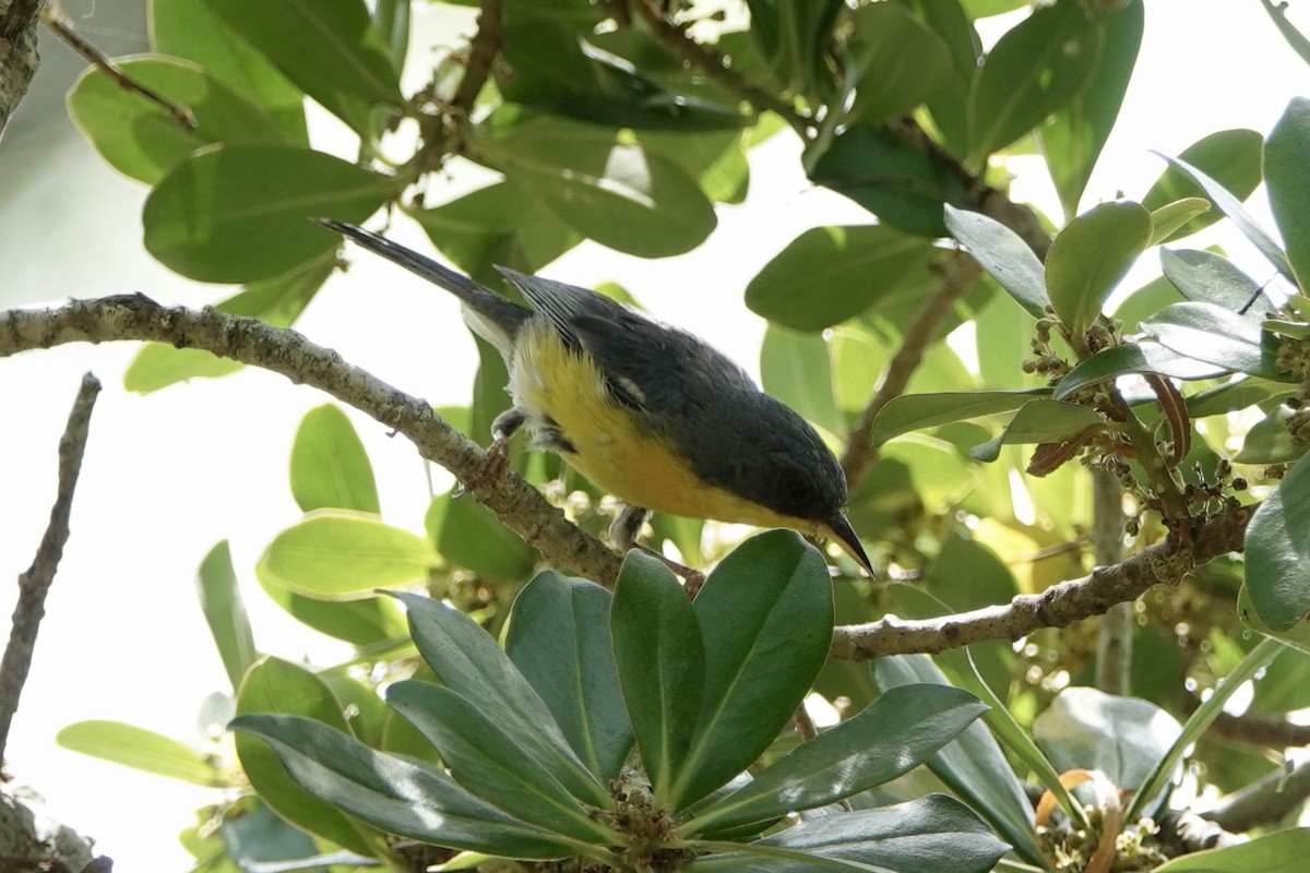 Tropical Parula - ML535231181