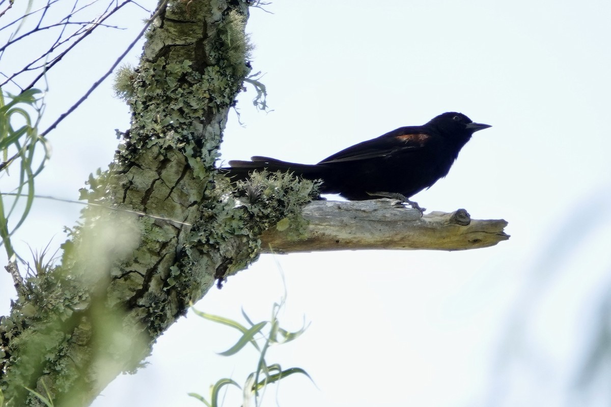 Variable Oriole - ML535231571