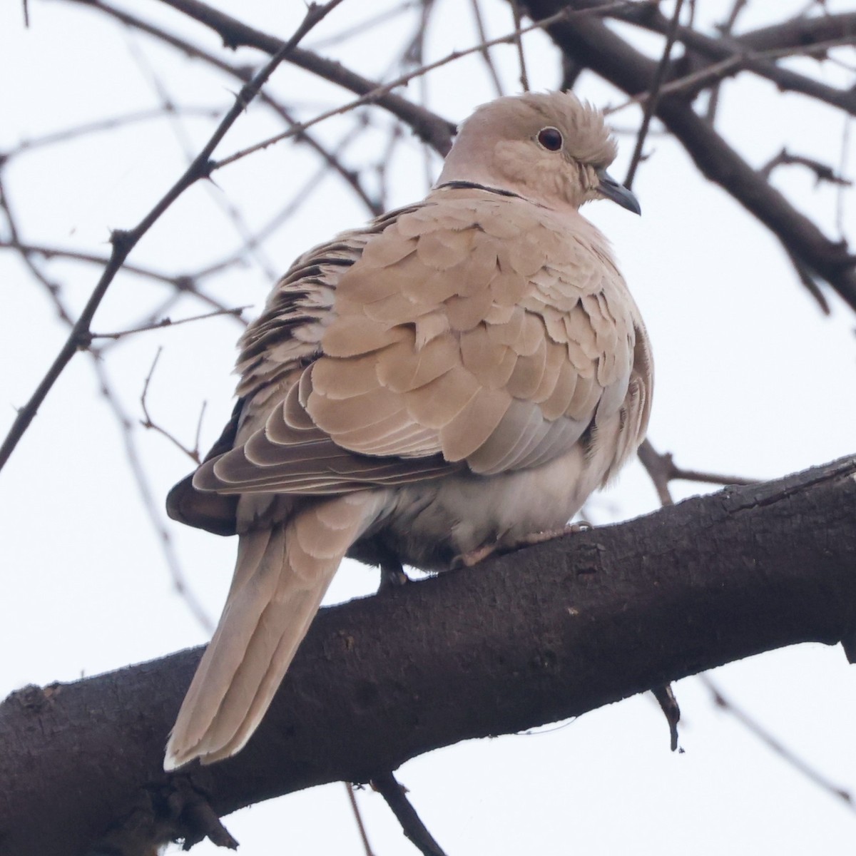 Eurasian Collared-Dove - ML535231981