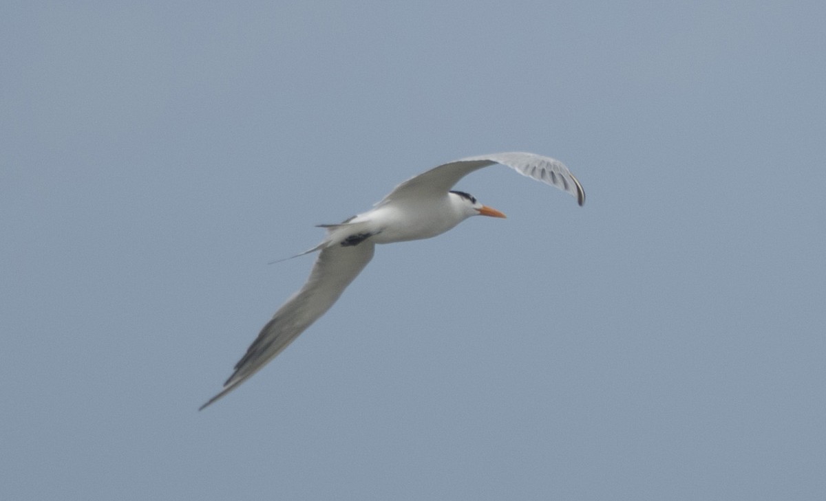 Royal Tern - ML535233501