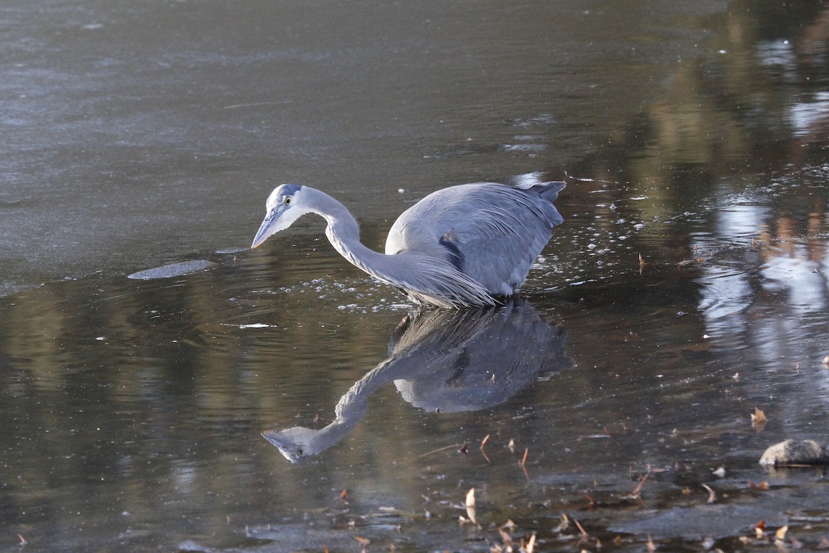 Great Blue Heron (Great Blue) - ML535233701