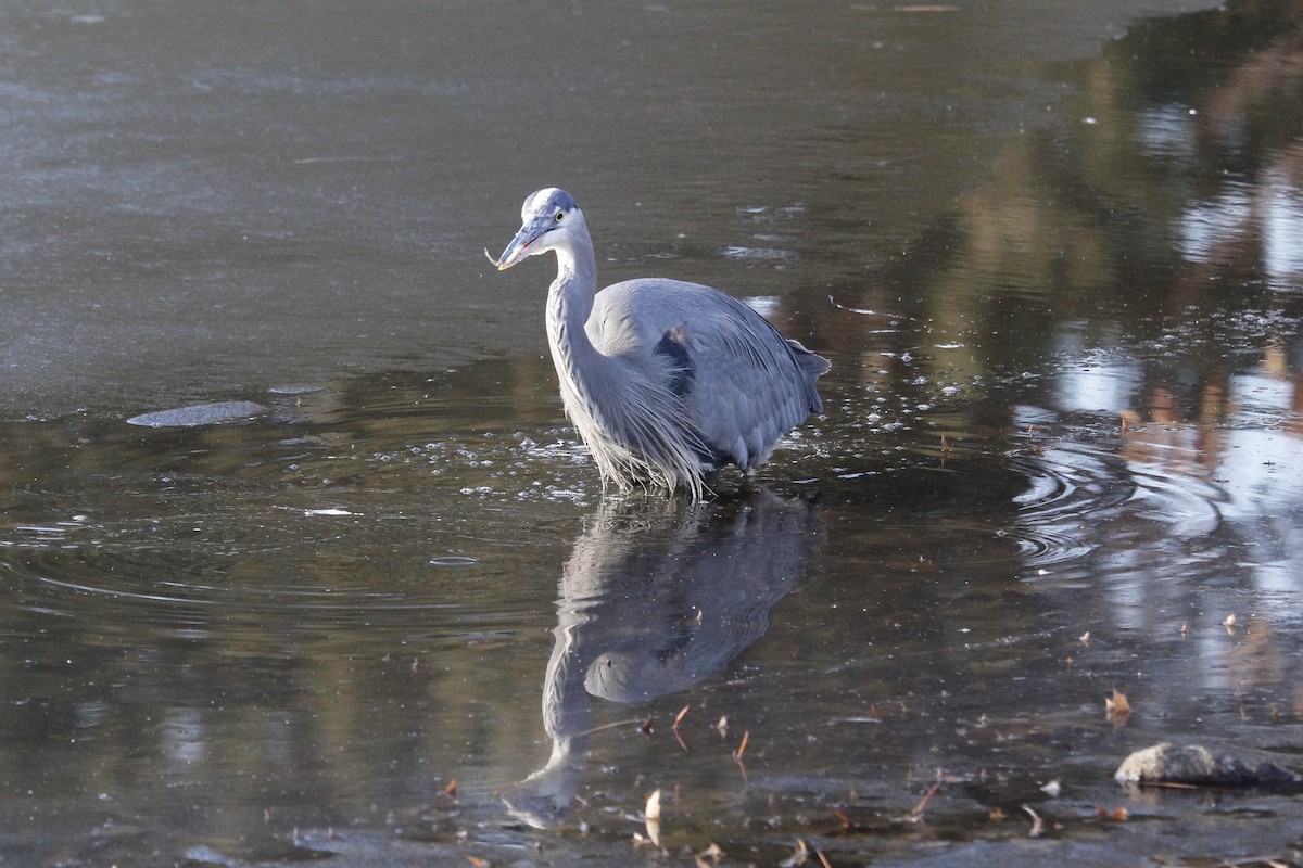 Great Blue Heron (Great Blue) - ML535233711
