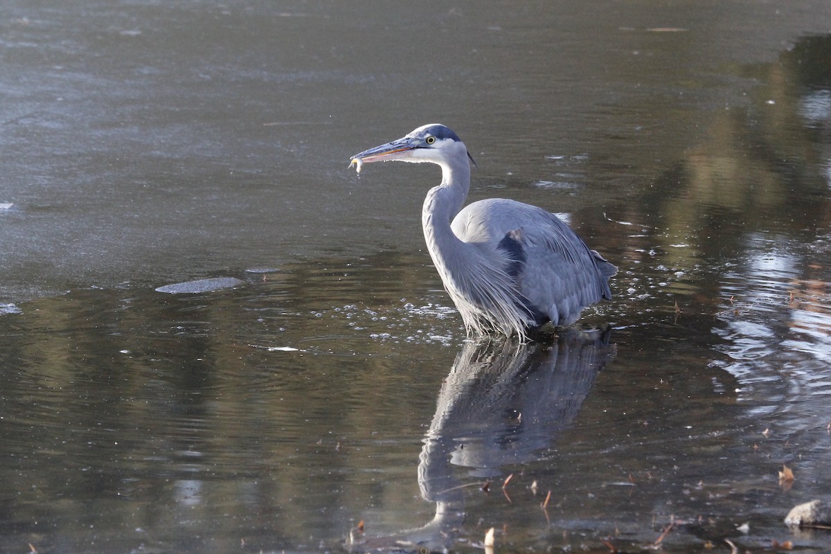 Great Blue Heron (Great Blue) - ML535233721