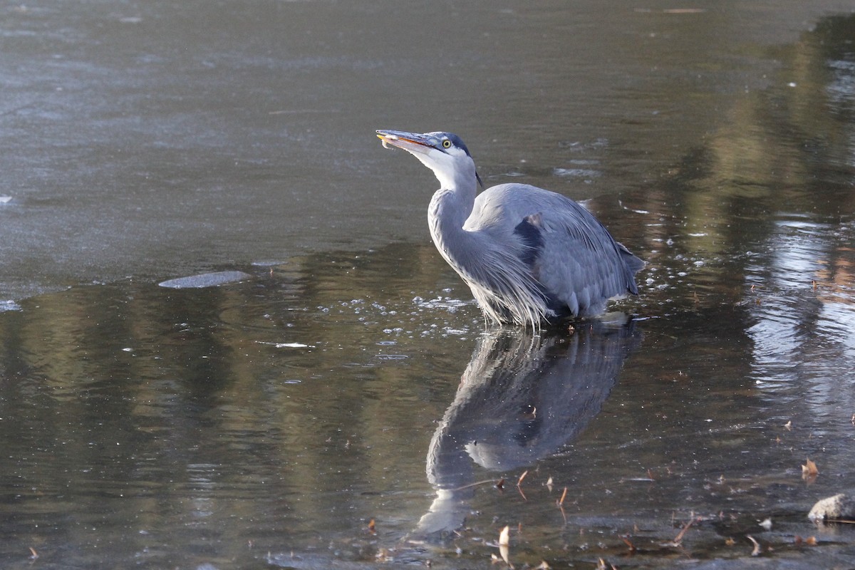 Great Blue Heron (Great Blue) - ML535233731