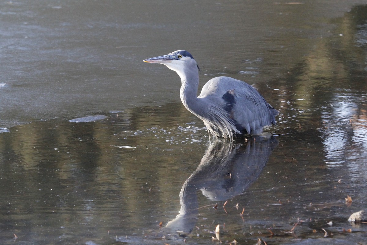 Great Blue Heron (Great Blue) - ML535233741