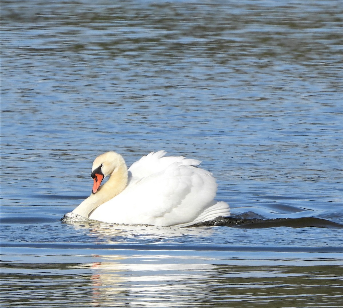 Mute Swan - ML535233861