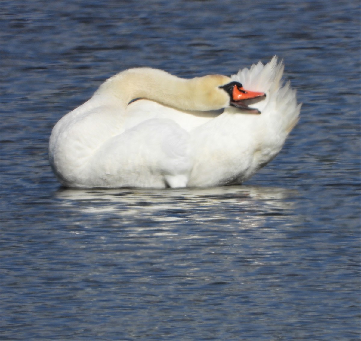 Mute Swan - ML535233901