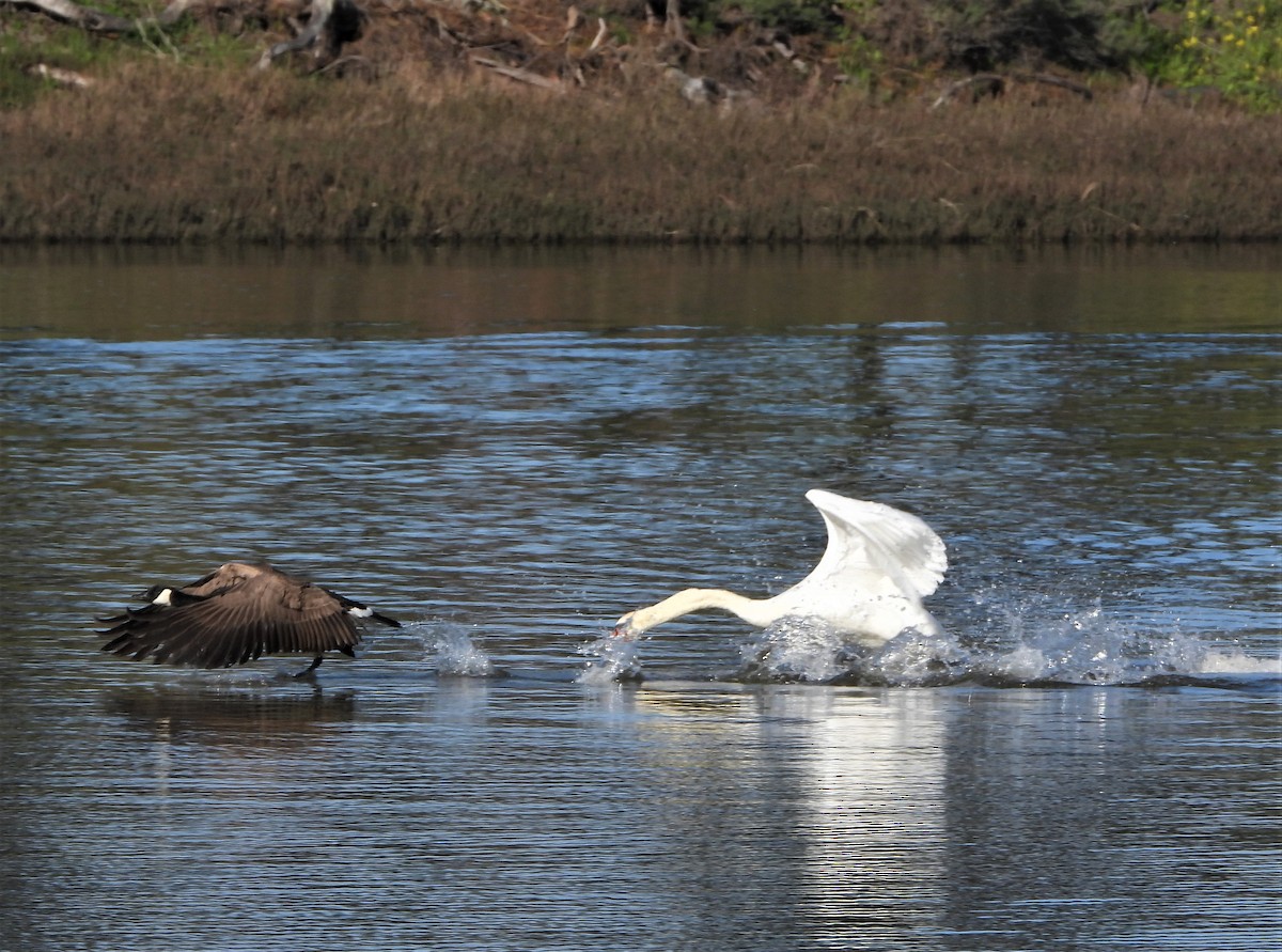 Mute Swan - ML535233911