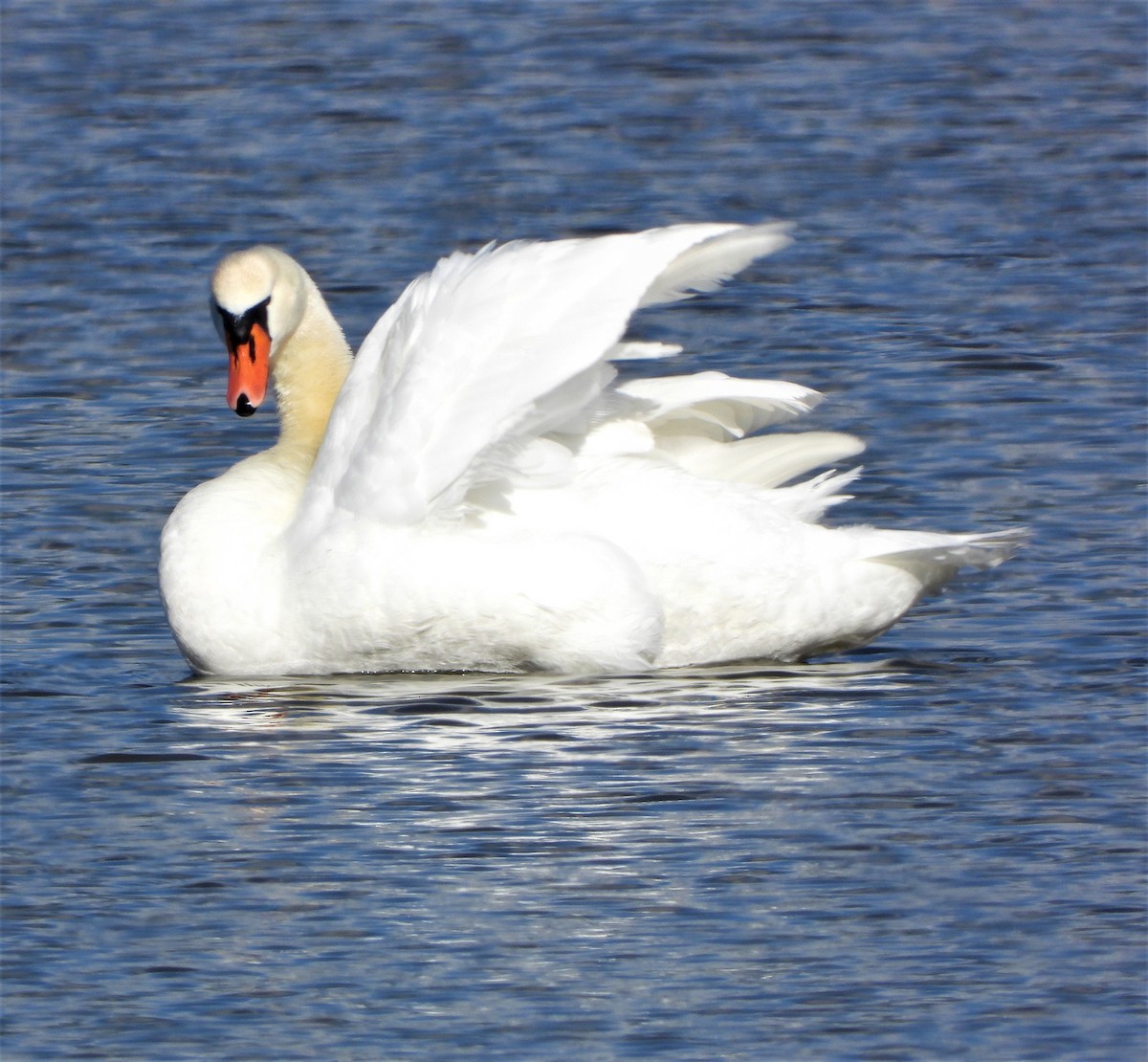 Mute Swan - ML535233921