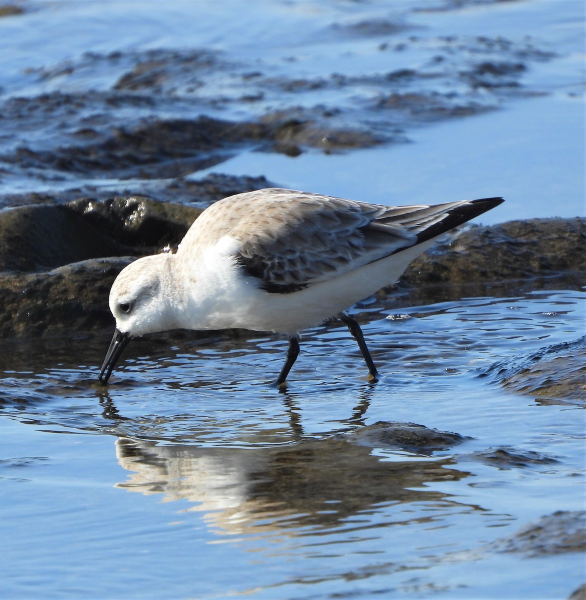 Bécasseau sanderling - ML535234161