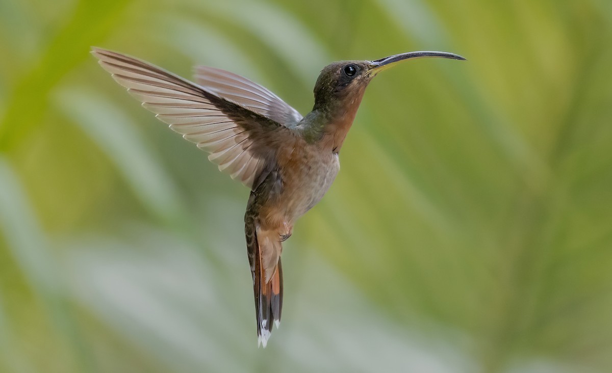 Rufous-breasted Hermit - ML535236111
