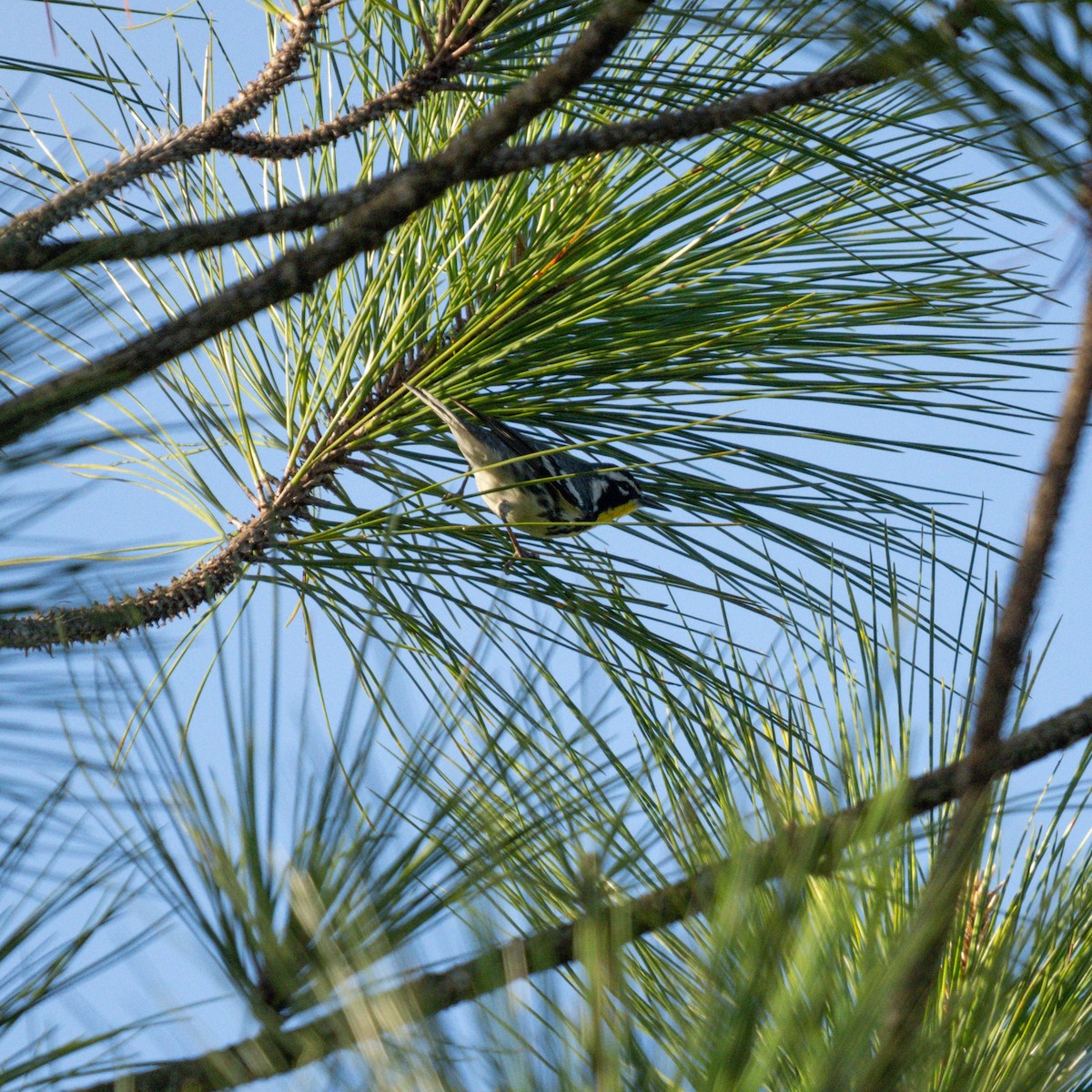 Yellow-throated Warbler - ML535236581