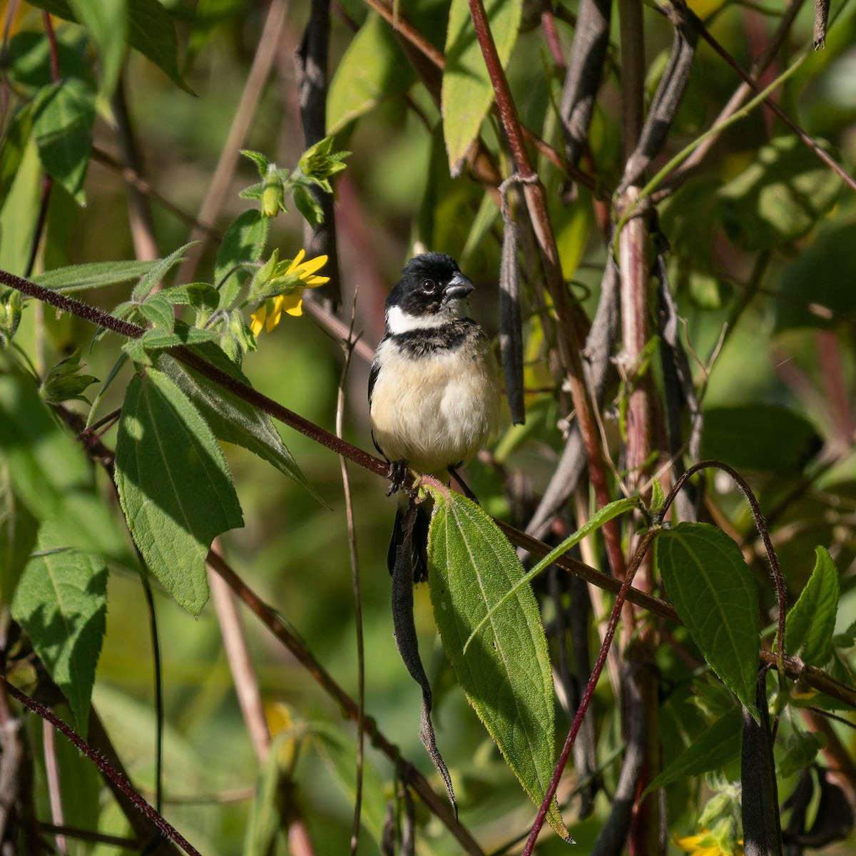 Morelet's Seedeater - ML535236811