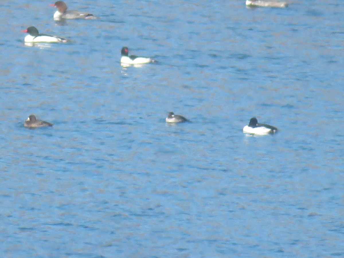 Common Goldeneye - ML535239191