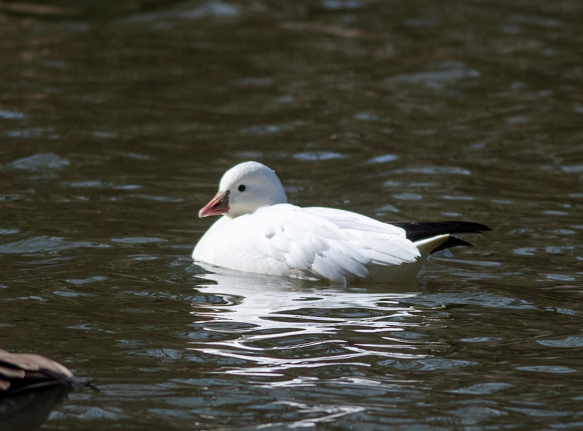 Ross's Goose - Clive Harris