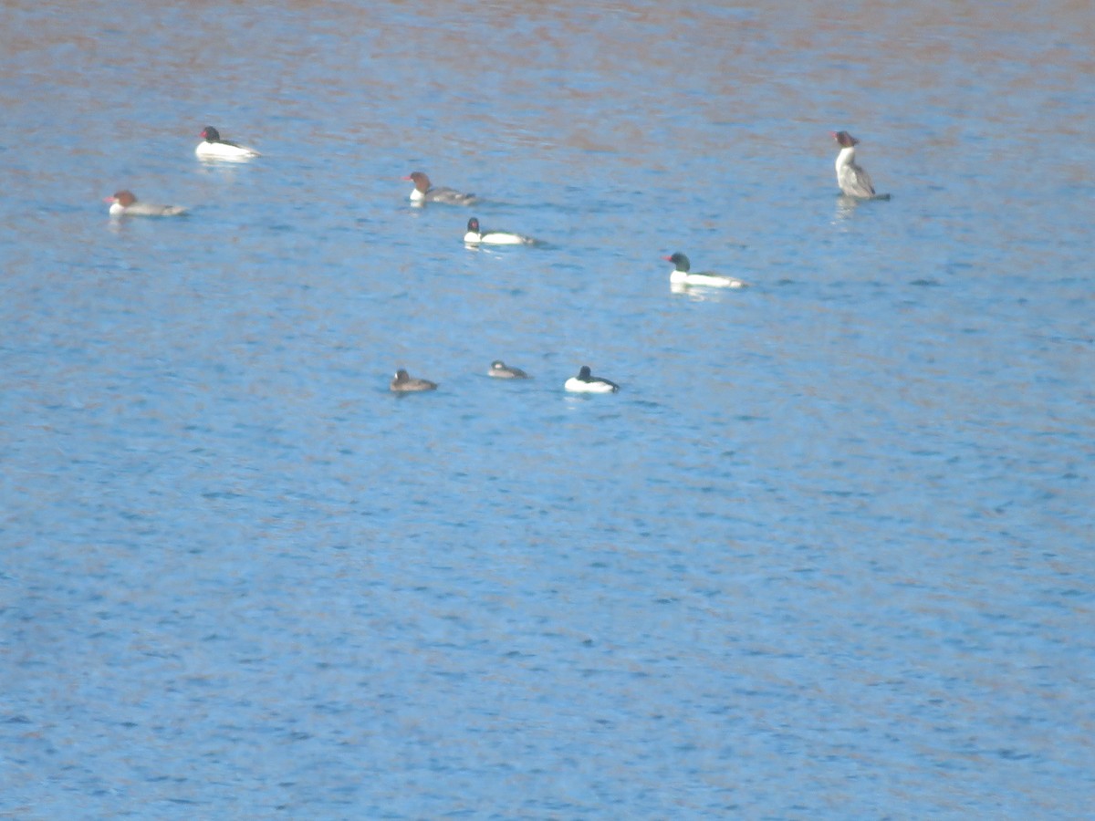 Common Merganser - ML535239731