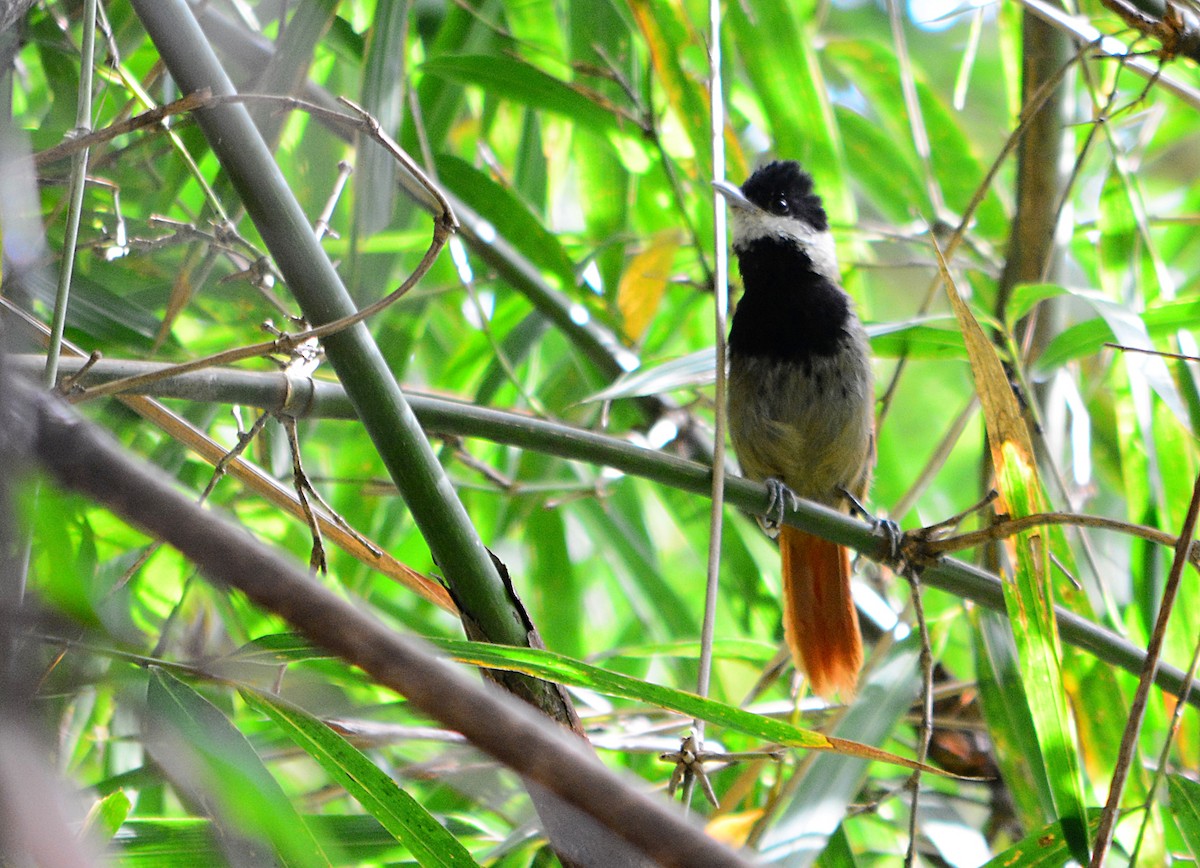 White-bearded Antshrike - ML535240281